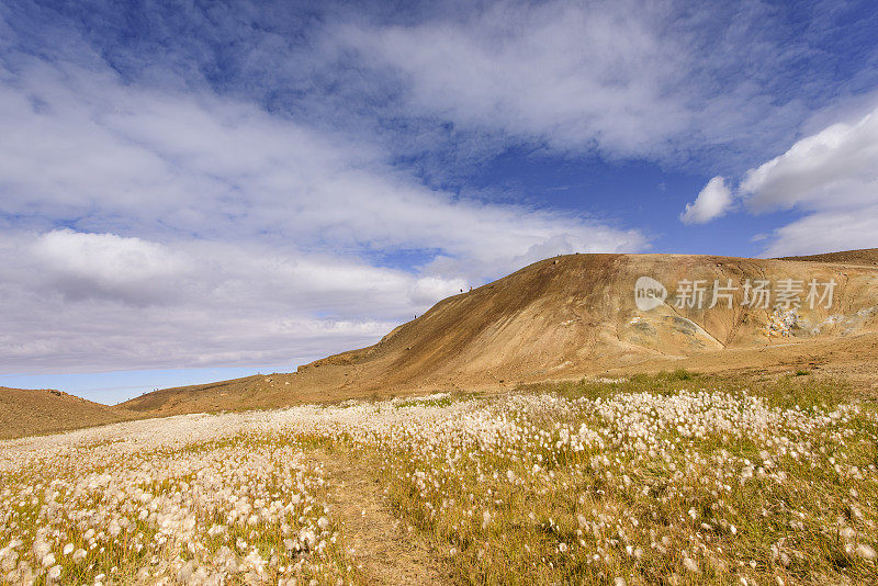 冰岛Viti Caldera附近的Eriophorum植物